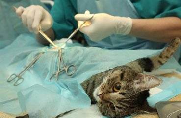 Как правильно подготовить кошку к стерилизации: анализы, прививки, чем кормить перед?