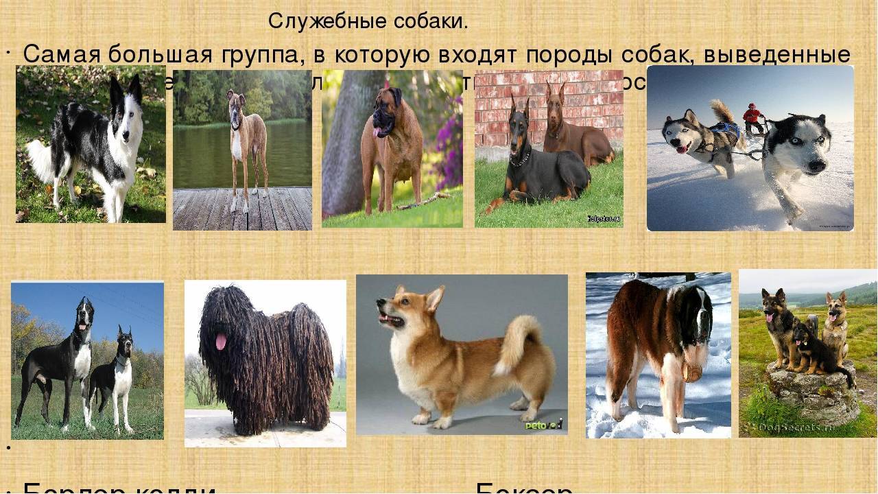 Русские породы собак выведенные в России