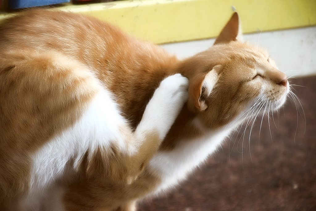 Виды отита у кошек, симптомы с фото и лечение в домашних условиях: как лечить кота, если у него болят и чешутся уши?