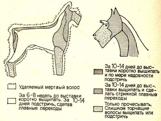 Тримминг, роллинг, стрижка морды и груминг цвергшнауцера в домашних условиях