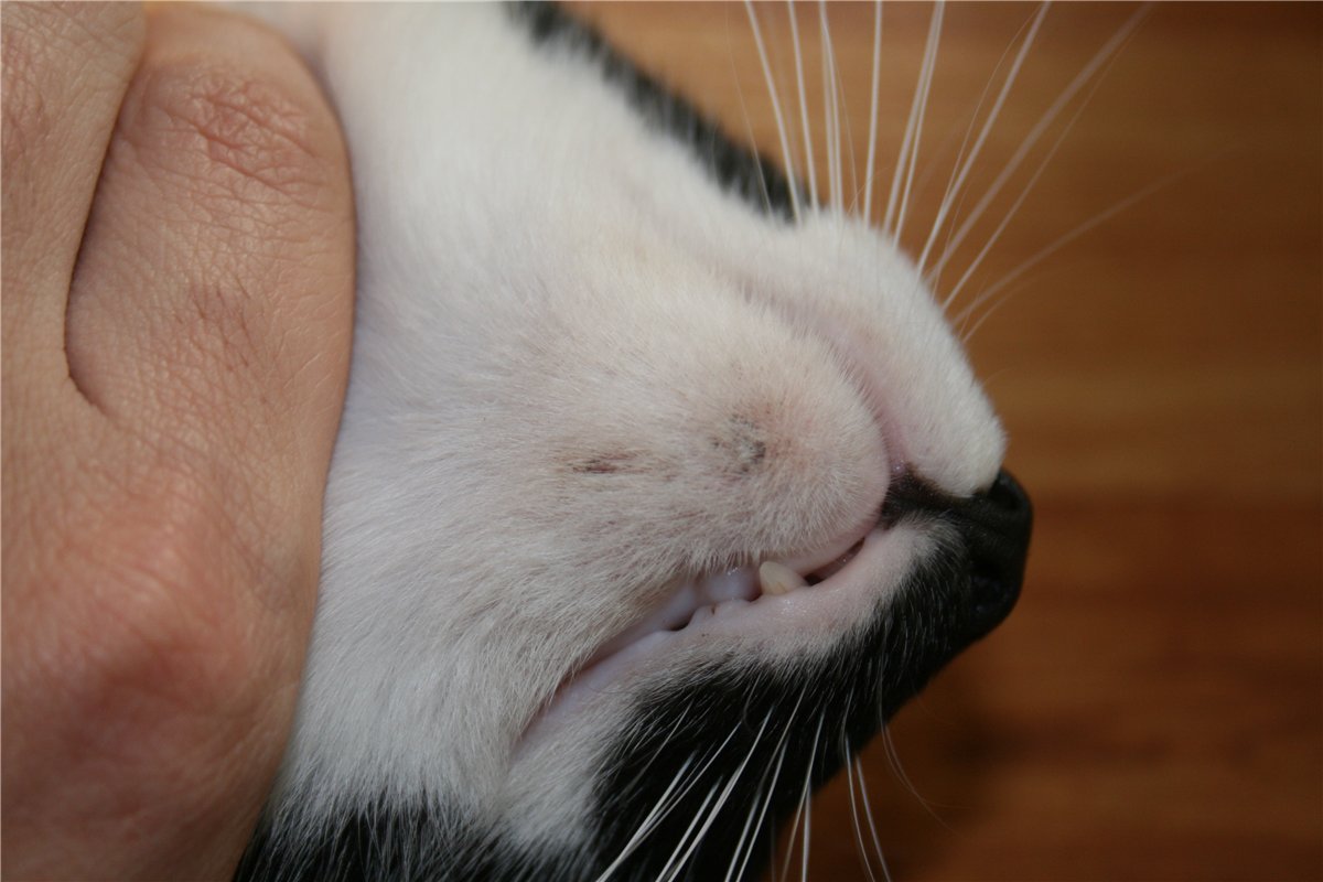 Акне у кошек на подбородке: лечение в домашних условиях