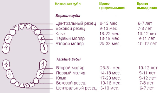 Как определить возраст собаки по зубам: 6 шагов