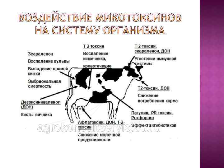 До какого возраста растут коты и от чего это зависит