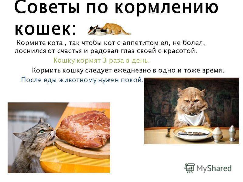 Можно ли кошкам и котам сырое мясо: эксперимент ученых