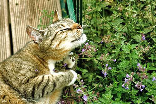 Кошачья мята (23 фото): что это такое? описание котовника. как он действует на кошек и котов? как использовать палочки кошачьей мяты и сухое растение?