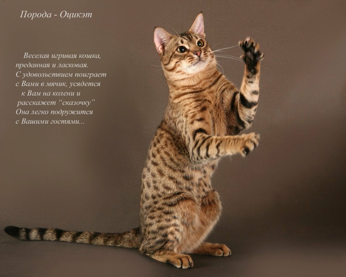 Какие породы кошек самые ласковые и добрые и умные: фото (список, отзывы)