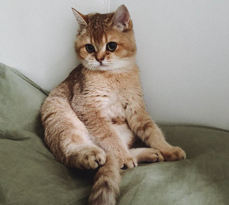 скоттиш страйт голова