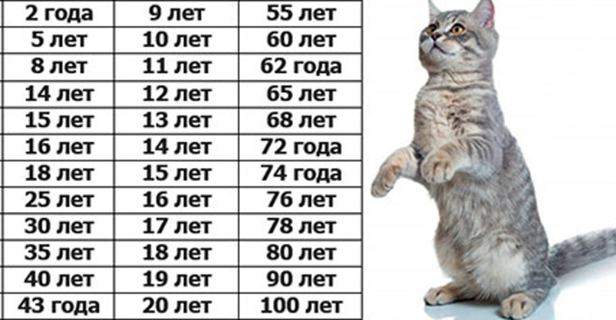 Возраст кошки по человеческим меркам