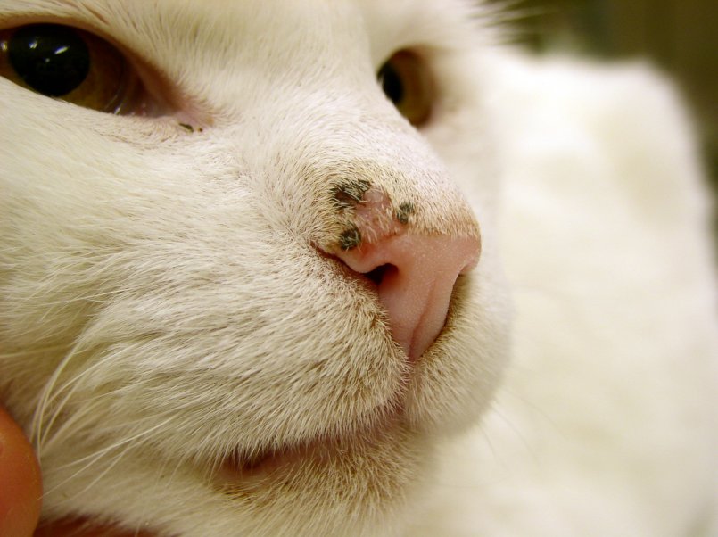 Акне у кошек: лечение в домашних условиях