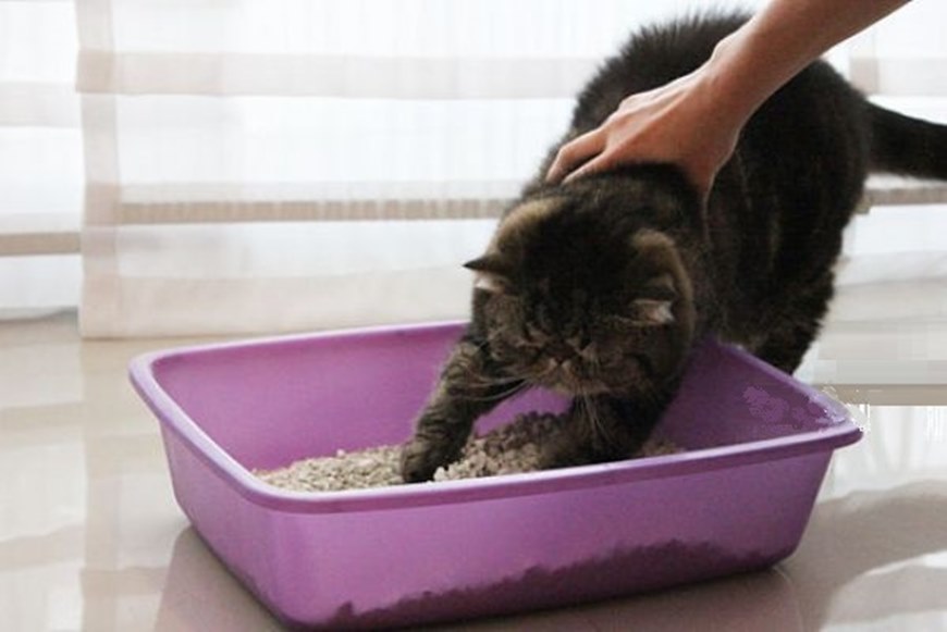 Кот перестал ходить в лоток - чем это вызвано и что делать | caticat.ru