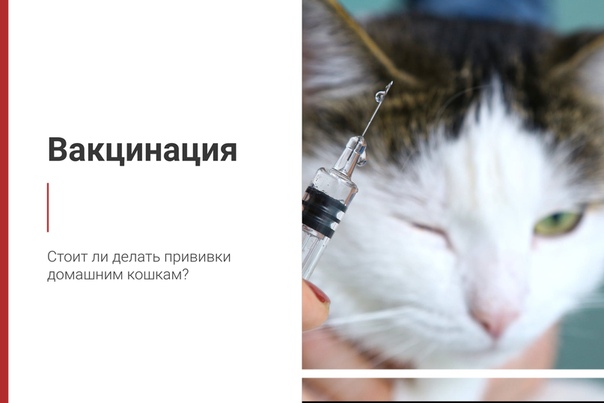 Зачем делать прививки домашней кошке? разбираем основные причины, график и правила вакцинации пушистого питомца