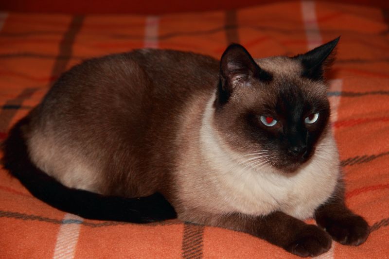 Сколько лет живут сиамские кошки в домашних условиях
