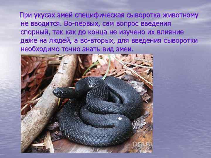 Собаку укусила змея, симптомы, первая помощь при змеином укусе.
