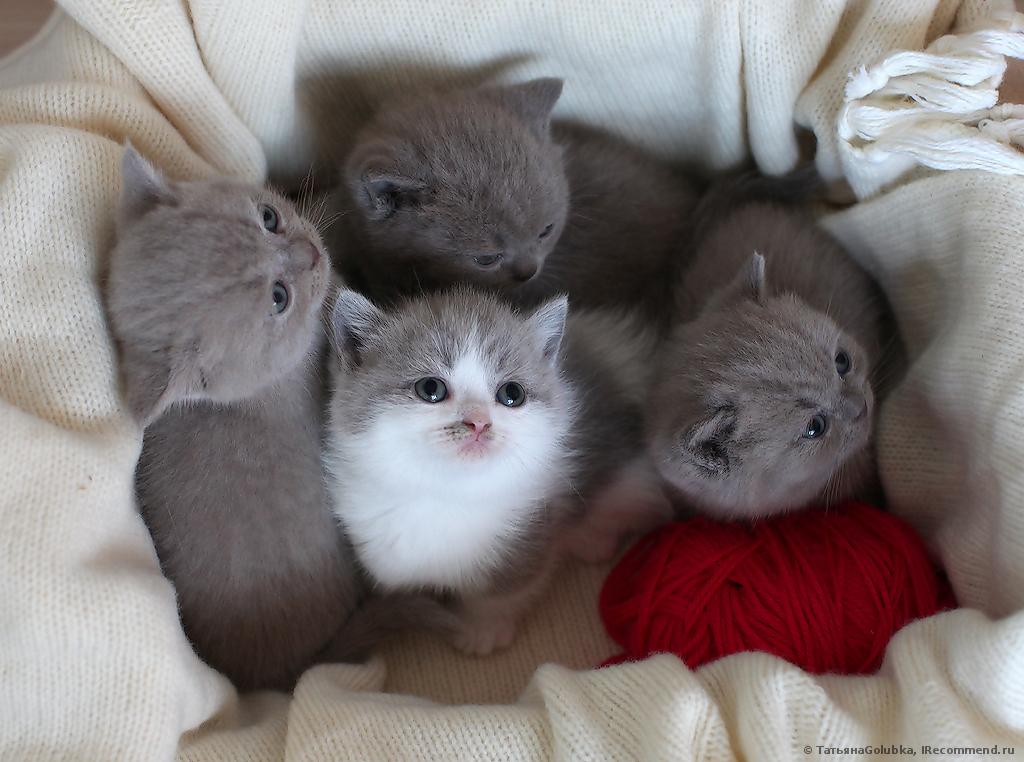 Какие бывают карликовые коты? какую маленькую кошку выбрать: советы +фото и видео