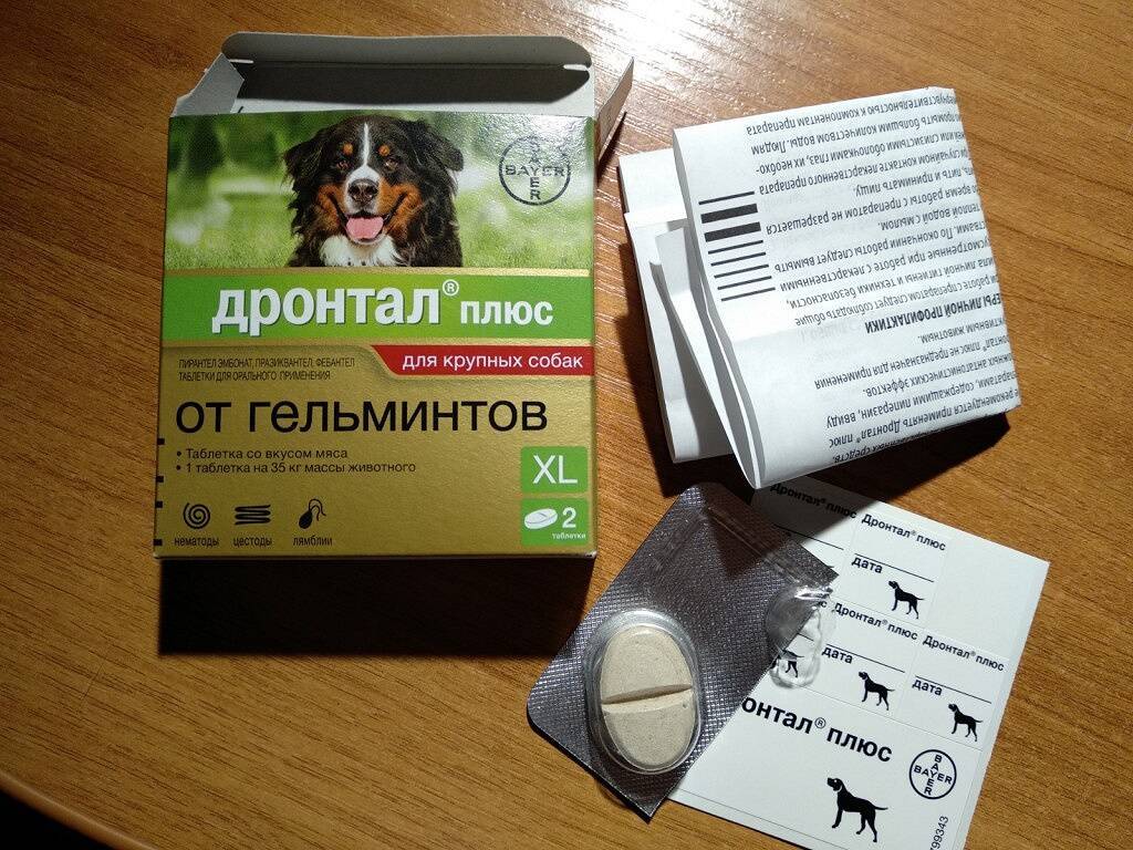 Аптечка для собак: лекарства, антибиотики, ветеринарные, противорвотные препараты и антисептики для лечения собак
