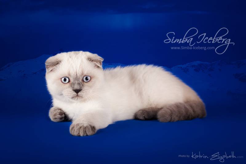 Сиамская кошка. особенности, образ жизни и уход за сиамской кошкой | животный мир