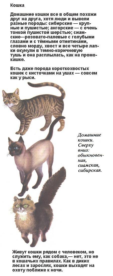 Кошки с кисточками на ушах - список пород