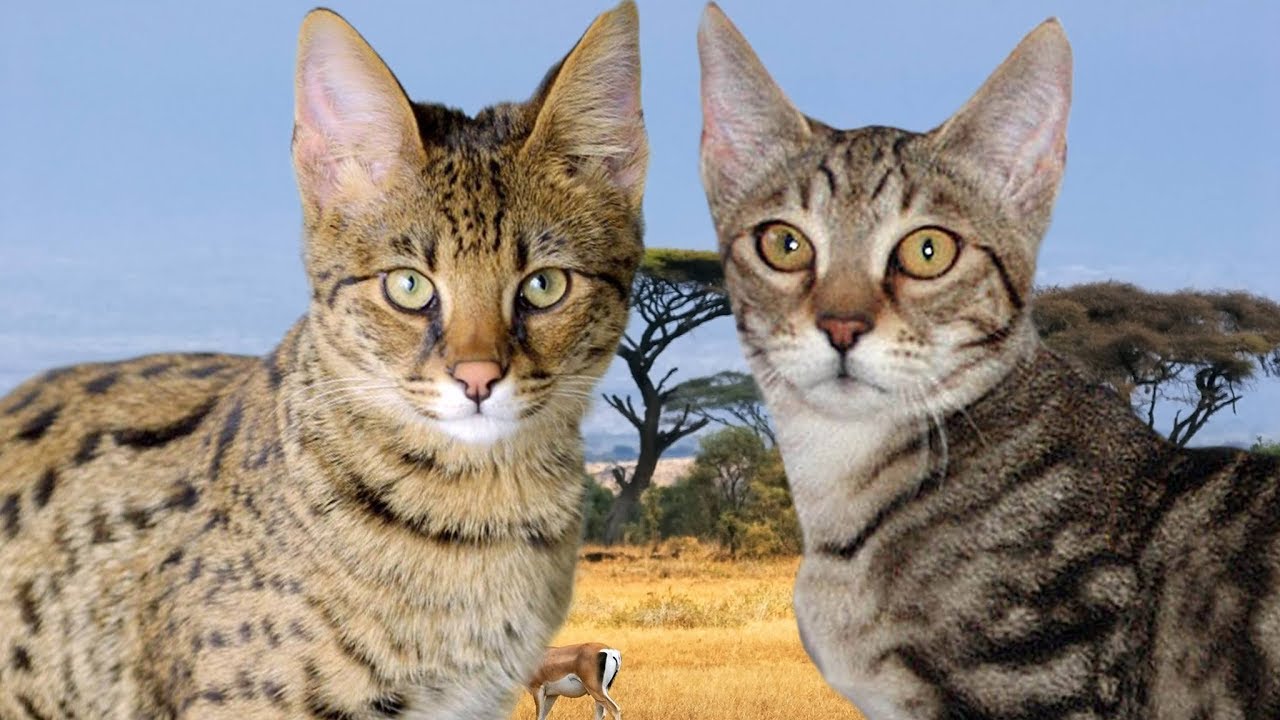 Подробно о породе кошек серенгети: внешний вид, характер и содержание
