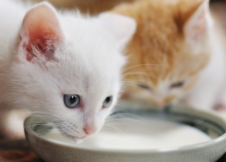 Можно ли кошке давать кефир если кормить сухим кормом