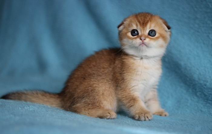 Британская кошка
