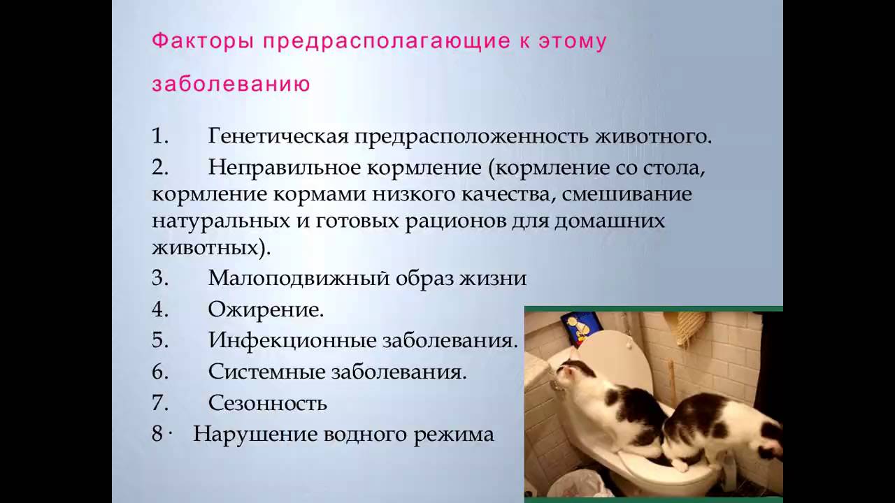 Уролитиаз у кота схема лечения