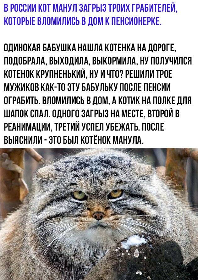 Кот манул в домашних условиях