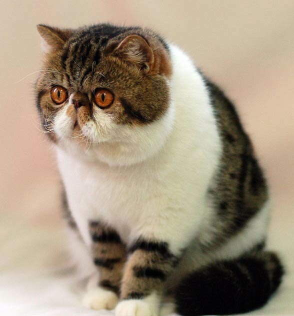 Кошки с приплюснутой мордой: как называется порода, с коротким носом