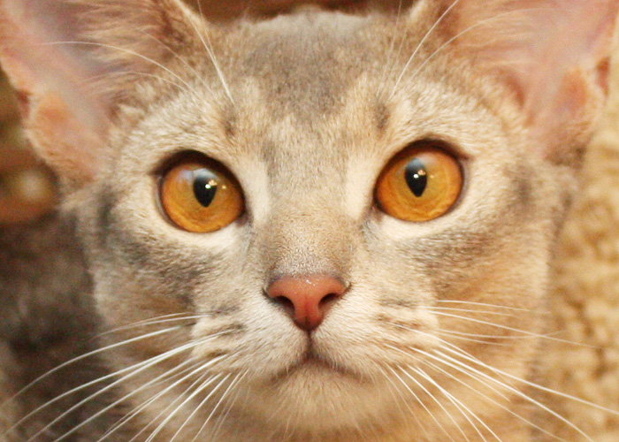 Породы черных кошек (38 фото): описание пушистых и гладкошерстных породистых котов с голубыми, желтыми и зелеными глазами