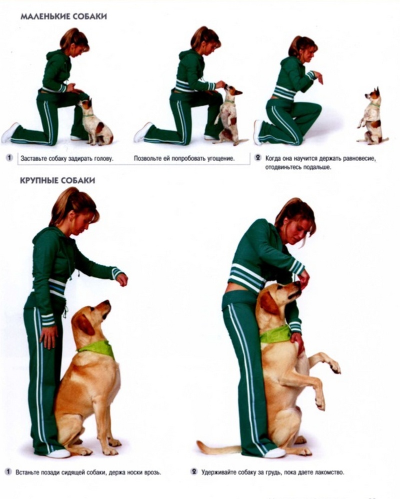 Как научить собаку команде лежать – советы дрессировки