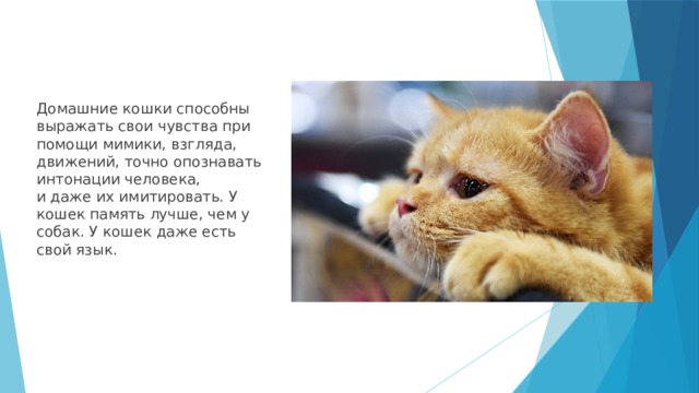 ᐉ память у кошек: есть ли она, какая и сколько длится - kcc-zoo.ru