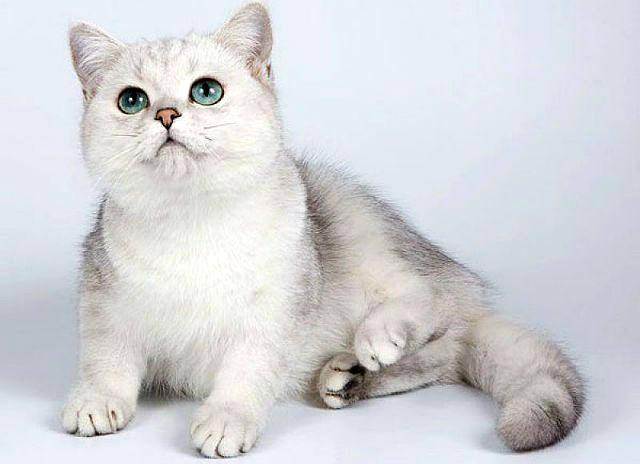 Британская длинношерстная кошка: описание породы, характер, фото