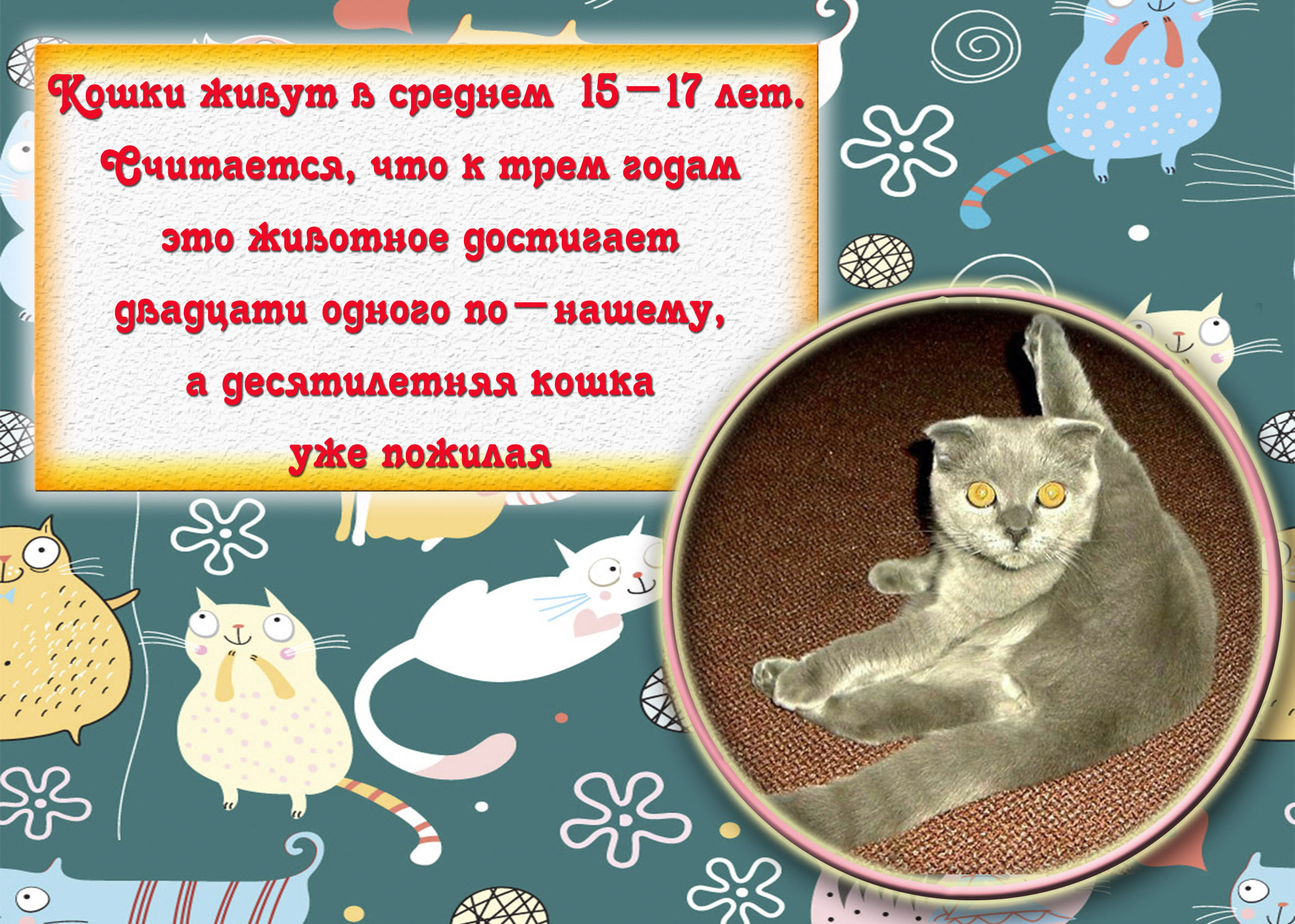 Интересные факты о кошках. 50 интересных фактов о кошках.