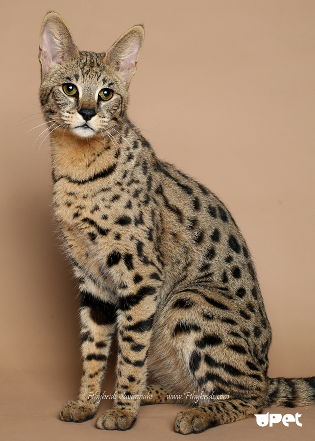 Саванна: фото кошки, цена котенка, описание характера и внешнего вида породы