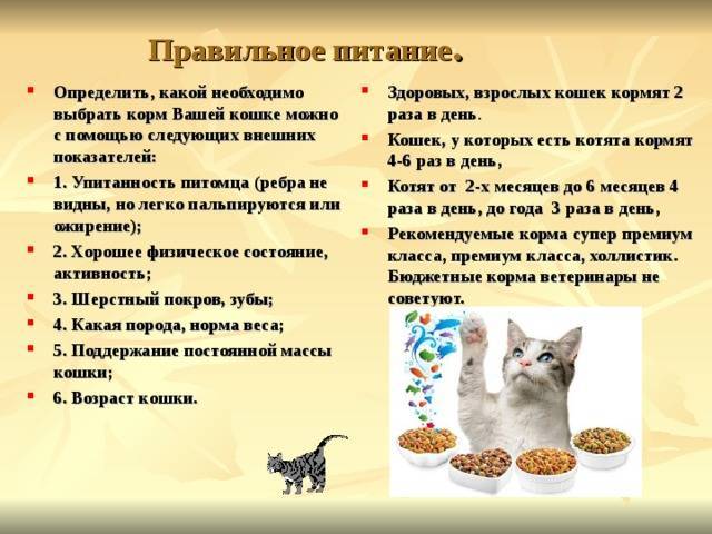 Можно ли кормить кошку сухим и влажным кормом одновременно: рассказываем подробно и понятно | звери дома
