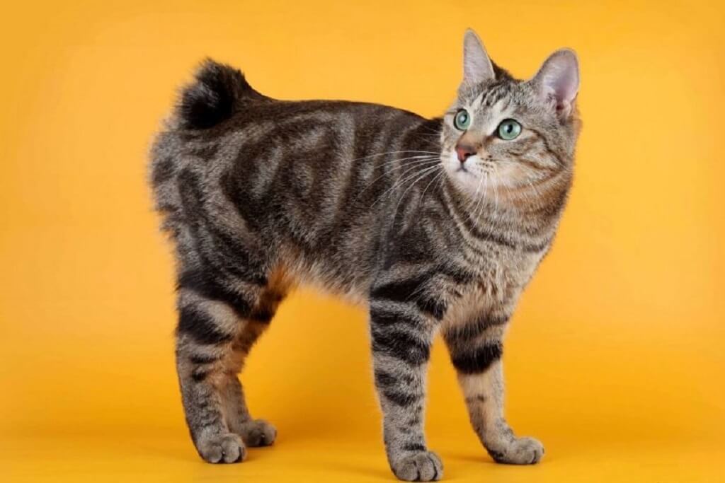 Кошки бобтейл (31 фото): характеристика котов и котят породы бобтейл, описание меконгской и карельской, тайской и других разновидностей