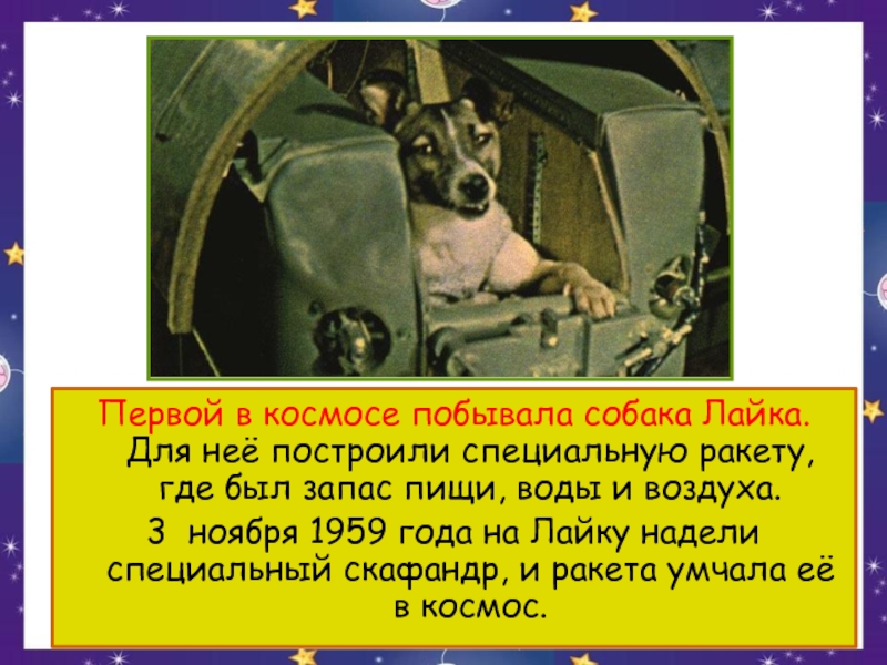 Топ 10 трагических фактов о лайке первой собаке космонавте в истории