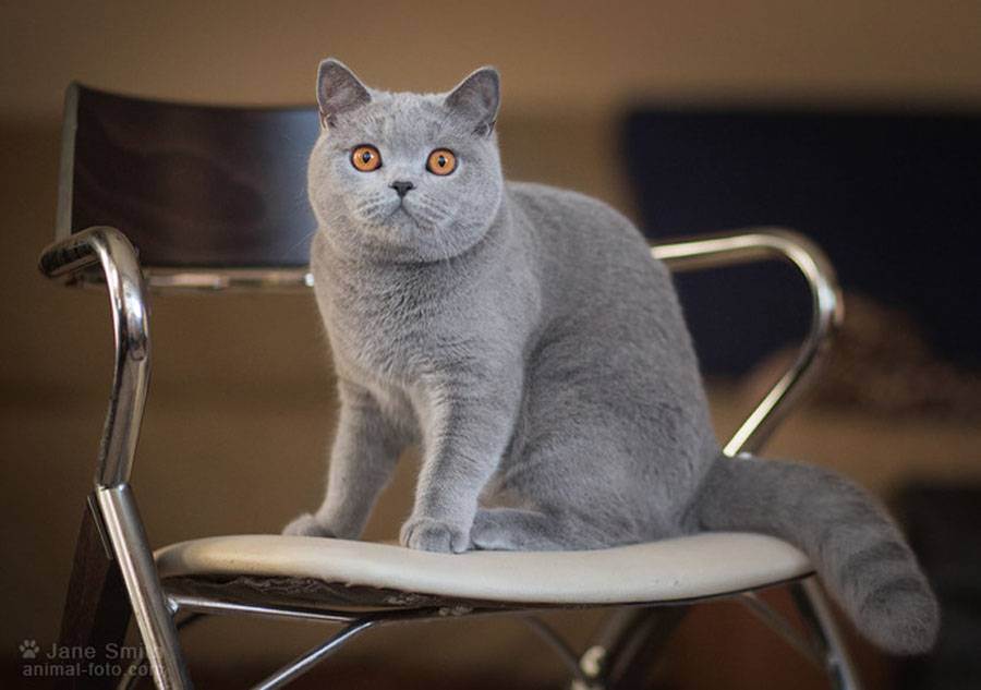 Хочуууу! помогите определиться, шотландский вислоухий или кот экзот? никита очень просит котёнка - запись пользователя ๖ۣۣۜbиктория (vikamushka) в дневнике - babyblog.ru