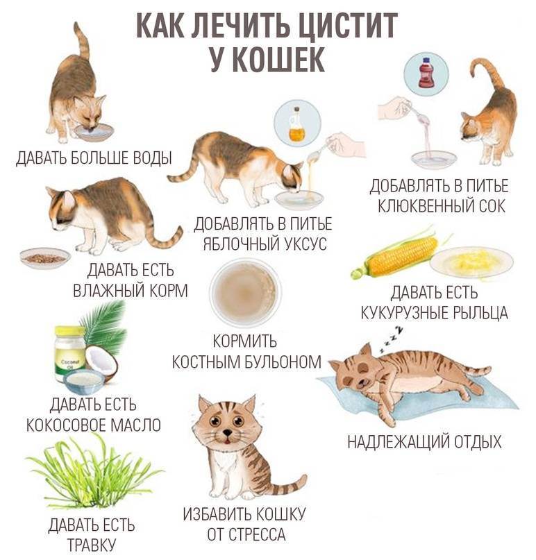 Смертельные болезни кошек: симптомы заболеваний