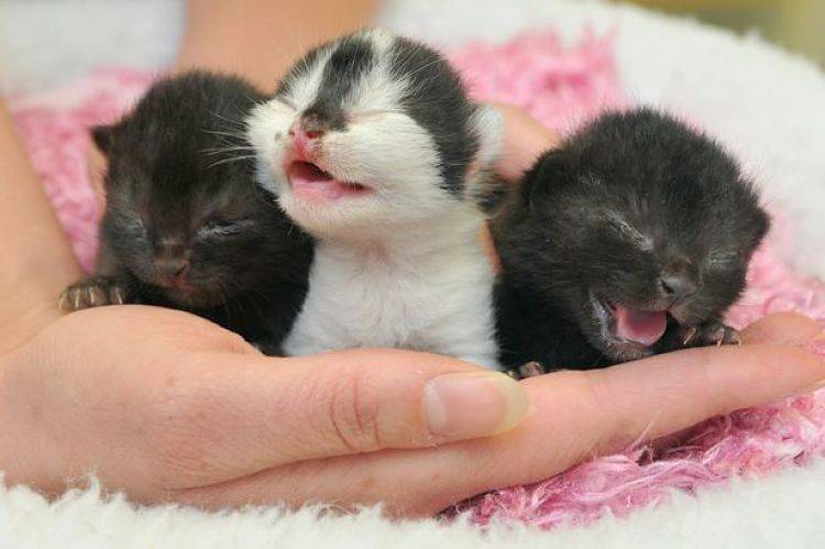Когда котята открывают глаза - уход за котенком
