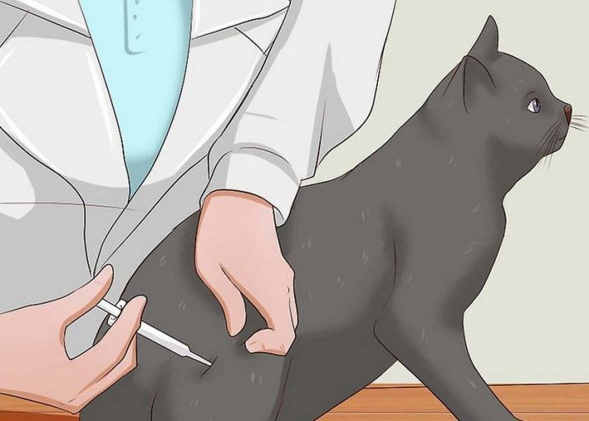 Как сделать укол кошке: внутримышечно, в холку, бедро, ногу, подкожно, видео, как поставить инъекцию коту или котёнку в домашних условиях