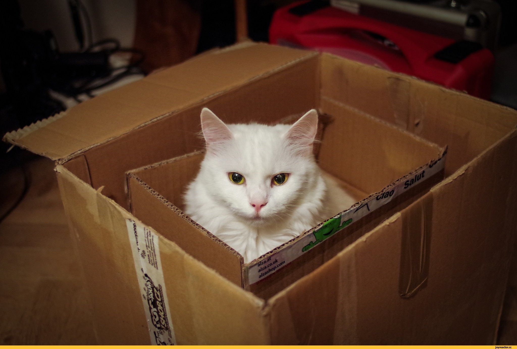 Почему кошки любят сидеть в коробках? основные причины