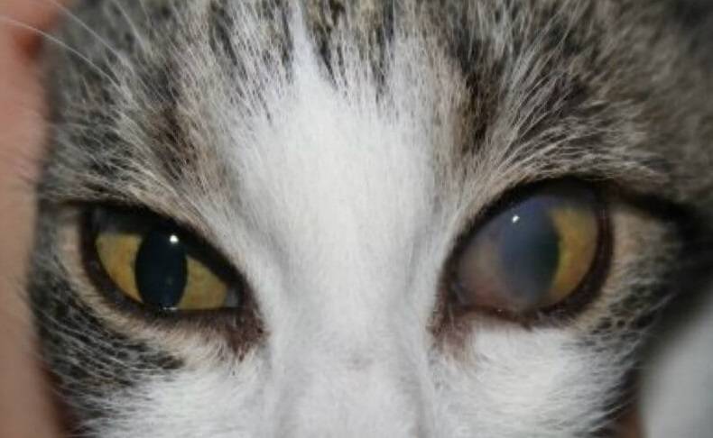 4 причины появления пятна на глазу у кошки - виды и лечение