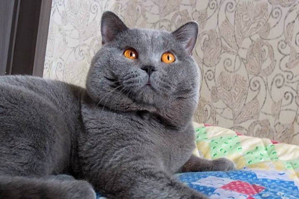 Как правильно выбрать котенка британца