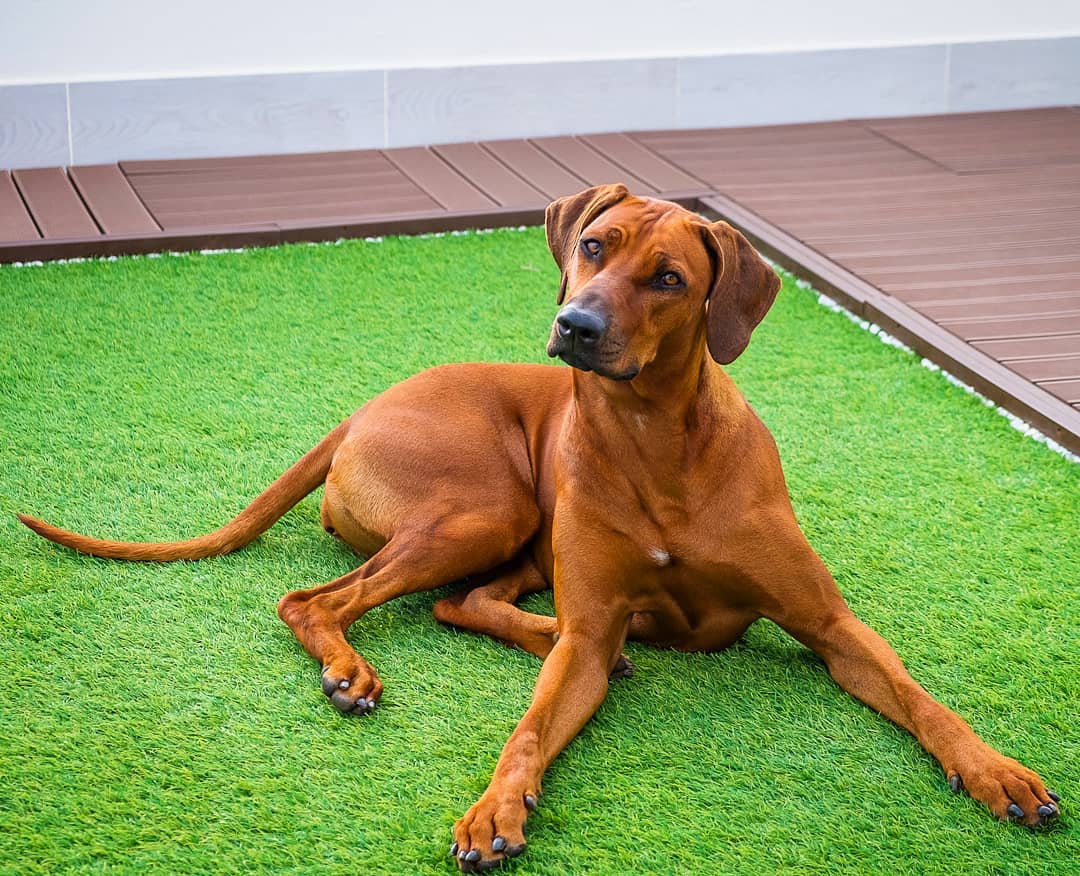 Собака родезийский риджбек: характеристика породы, стандарт, описание и характер