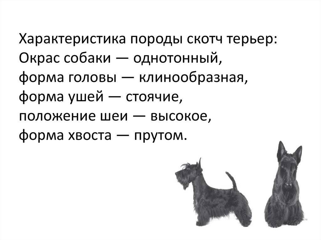 Московская сторожевая: характеристика породы собаки сторожа, описание характера, окраса, содержание
