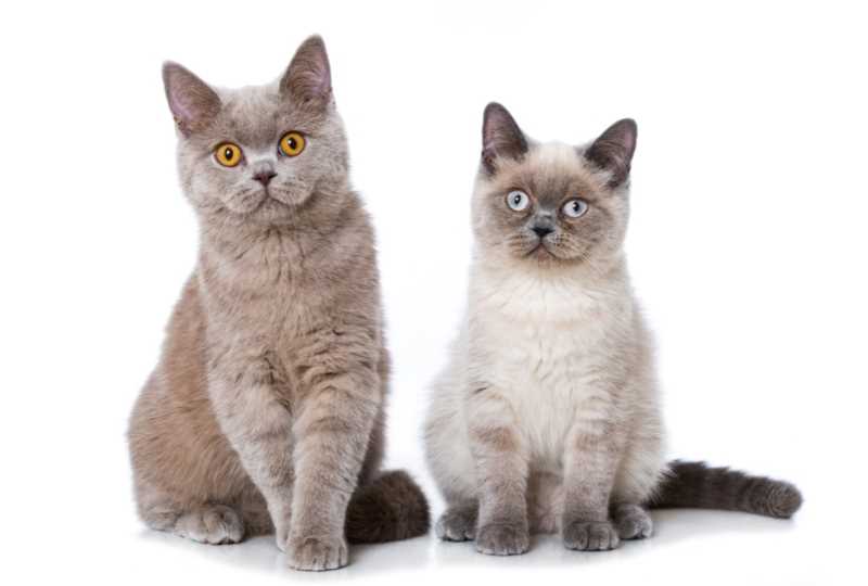 Как определить породу кошки, руководствуясь только внешними признаками