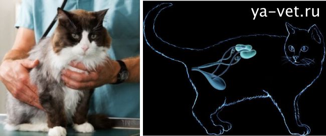 Заболевания почек – как продлить качество жизни кошке