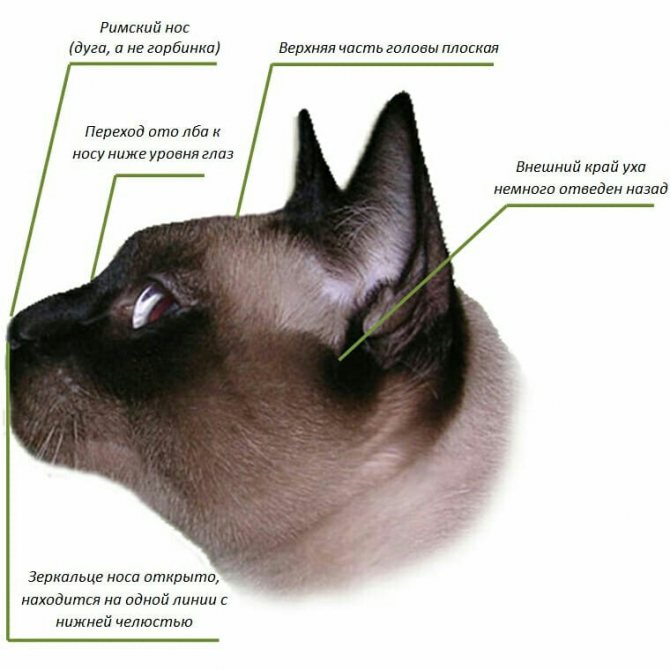 Почему кошка трясет ушами и головой постоянно, причины зуда, как помочь и что делать