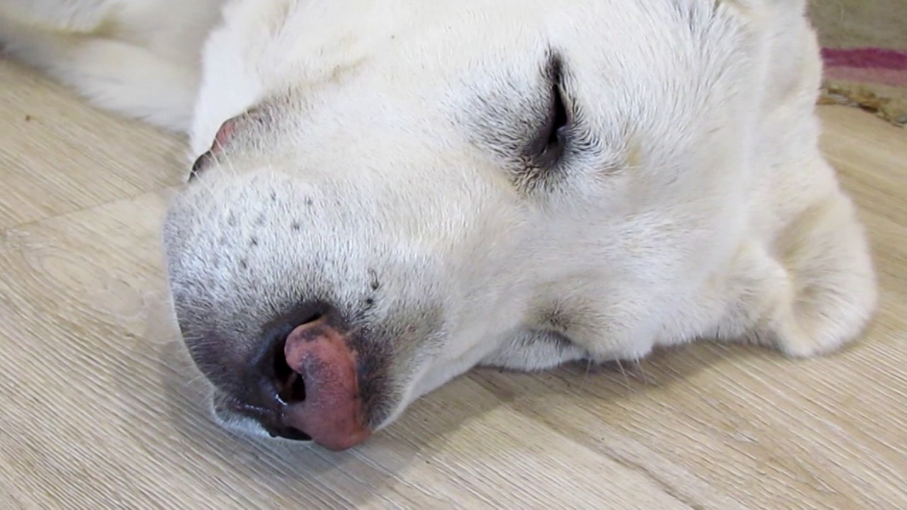 Парасимпатический гиперкератоз носа собак