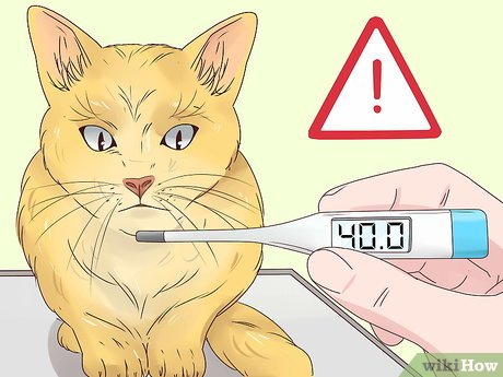 Как измерять температуру тела у кошки